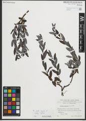 Foto von Salix repens subsp. repens L.